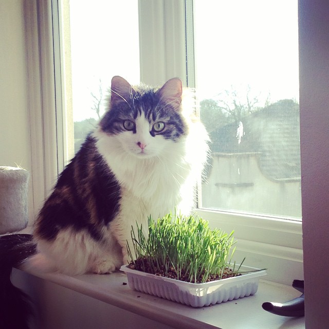 Scout_withcatgrass - Copy.jpg