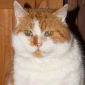 Rescue cat Laurence from Kirkby Cats Home, Nottingham, homed through Cat Chat