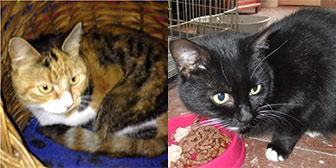 Rescue cats Delilah and Janice from Kirkby Cats Home, Nottingham, homed through Cat Chat