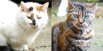 Sally and Mabel, Rescue cats from Bromley & District Cat Rescue, homed through Cat Chat 