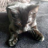 Rescued kitten Archie from Consett Cats Co. Durham, homed through Cat Chat