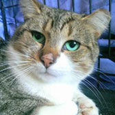 Rescue Tabby FIV Cat homed Merseyside