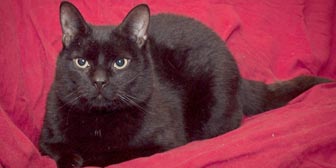 Rescued cat Norman, from Cat & Kitten Rescue, Hertfordshire, homed through Cat Chat
