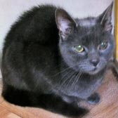 Black rescue cat Poppy, homed through cat chat from Kirkby cats home