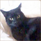 rescued black cat homed dublin