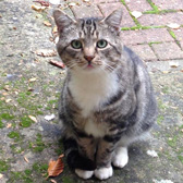Rupert from Newmarket Cats, Suffolk, homed through Cat Chat
