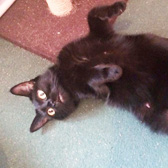 Lucie from HappyCats Rescue, Borden, Hants. homed through Cat Chat