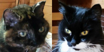 Tiggs and Fluff from Marjorie Nash Cat Rescue, homed through Cat Chat
