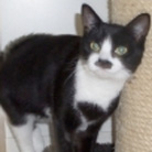 Daisy from Cats Protection Beverley & Pocklington, Beverley, homed through Cat Chat