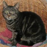 Andrew from Whinnybank Cat Sanctuary, Newburgh, homed through Cat Chat