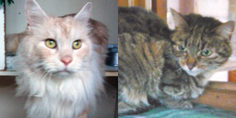 Rescue cats Mario and Talusa from Marjorie Nash Cat Rescue, Amersham, Bucks, homed through Cat Chat