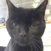 Barry from CAT77 Doncaster South, York, homed through CatChat