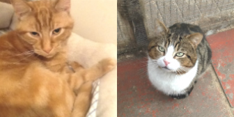 Ginger & Orlav from Grendon Cat Shelther, Atherstone, homed through CatChat