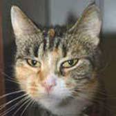 Kelli from Caring for Animals 2001, Thurrock, homed through CatChat
