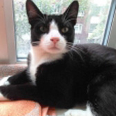 Little George, from Stokey Cats… and dogs, London, homed through Cat Chat