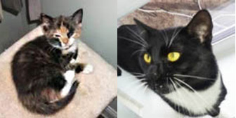 Lily, Shadow & Zara, from Whinnybank Cat Sanctuary, Newburgh, homed through Cat Chat