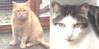Timmy & Charlie from Grendon Cat Shelter, Atherstone, homed through Cat Chat