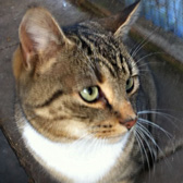 Edward, from Kirkby Cats Home, Nottinghamn, homed through Cat Chat