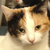 Nuttie and more, from Grendon Cat Shelter, Atherstone, homed through Cat Chat