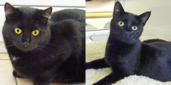 Reggie & Ronnie, from National Animal Welfare Trust, Clacton, homed through Cat Chat
