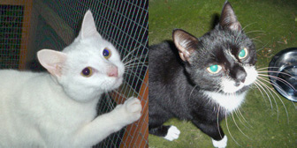 Polo and Liquorice from Marjorie Nash Cat Rescue, Amersham, homed through Cat Chat