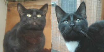 Barney & Boris from Kirkby Cats Home, Nottingham, homed through Cat Chat