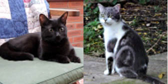 Diego, Colin and Cassie, from Lucky Cat Rescue, Skegness, homed through Cat Chat