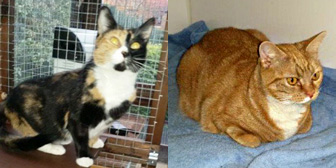Jinxy & Honey, from Marjorie Nash Cat Rescue, Amersham, homed through Cat Chat