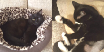 Billy & Jess from Knight Cat and Kitten Rescue, Doncaster, homed through Cat Chat