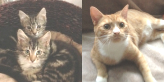 Mikey, Frankie & Carmine from Nuneaton & Hinckley Cats in Need, Hinckley, homed through Cat Chat