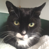 Sylvester from City Cat Shelter, Brighton, homed through Cat Chat