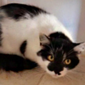 Lily, from Beverley & Pockington Cats Protection, Beverley, homed through Cat Chat