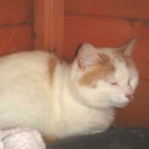 Nelson & Suki from RSPCA Barnsley & District Branch, Barnsley, homed through Cat Chat