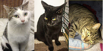 Adele, Des, Ben and more, from Burton Joyce Cat Welfare, Nottingham, homed through Cat Chat