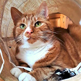Pippin, from CP - Trafford, Manchester, homed through CatChat