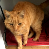 Ginge, from Lancashire Paws Cat Rescue, Bolton, homed through CatChat