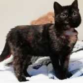 Luna, from hinnybank Cat Sanctuary, Newburgh, homed through Cat Chat