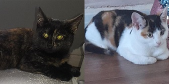 Misty & Callie from Caring Animal Rescue, homed through Cat Chat