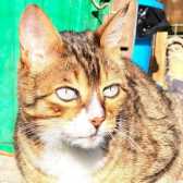 George, from Maesteg Animal Welfare Society, Bridgend, homed through Cat Chat