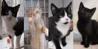 Kittens, from Ann & Bill’s Cat & Kitten Rescue, Hornchurch, homed through Cat Chat