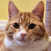 Ru, from Ceredigion Cat Rescue, Lampeter, homed through Cat Chat