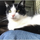 Bob from Burton upon Stather Cat Rescue, homed through Cat Chat