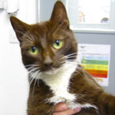 pandora cat homed marjorie nash rescue amersham