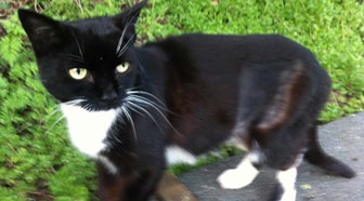 black and white cat homed nottingham