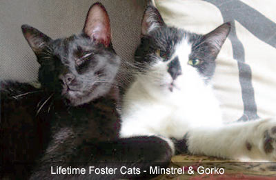 foster cats gorko and minstrel