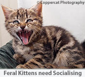 Feral Kittens need Socialising for rehoming