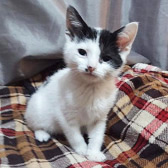 Rescue cat Ditto from Cats Better East London, Stratford, needs home