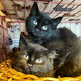 Rescue cats Bob and Dexter from Cats In Crisis - Epsom, Epsom, Surrey, need a home