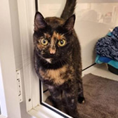 Rescue cat Flossy from Clacton National Animal Trust, Clacton, Essex, Suffolk, needs a home