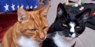 escue cats Ginger and Rosie from Meows Kitten and Cat Rescue, Dagenham, Essex, need a home. 